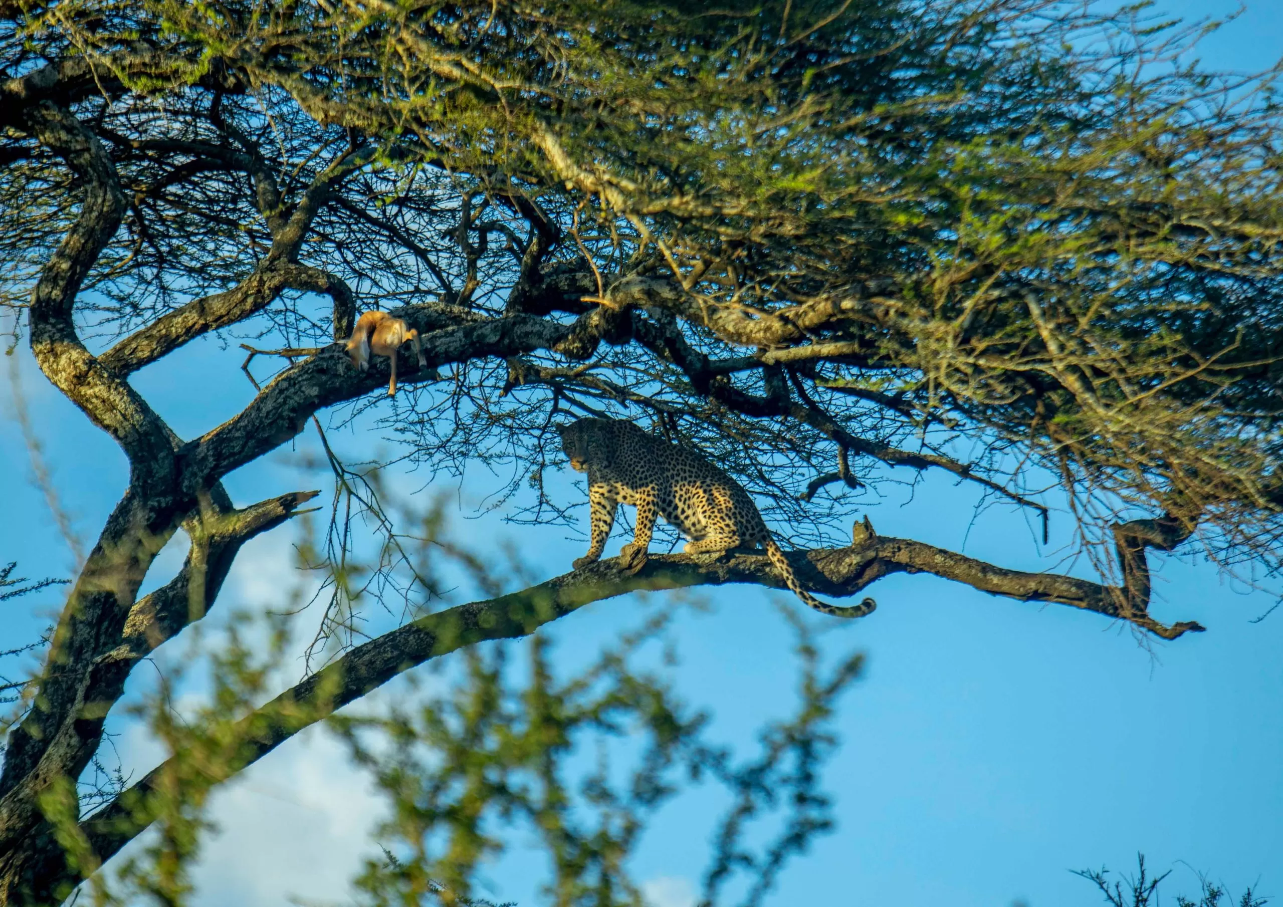 8 Days Tanzania Classic Safari