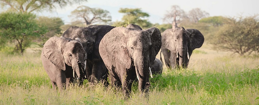 Kenia y Tanzania: Los Mejores Itinerarios de Lujo para el 2026