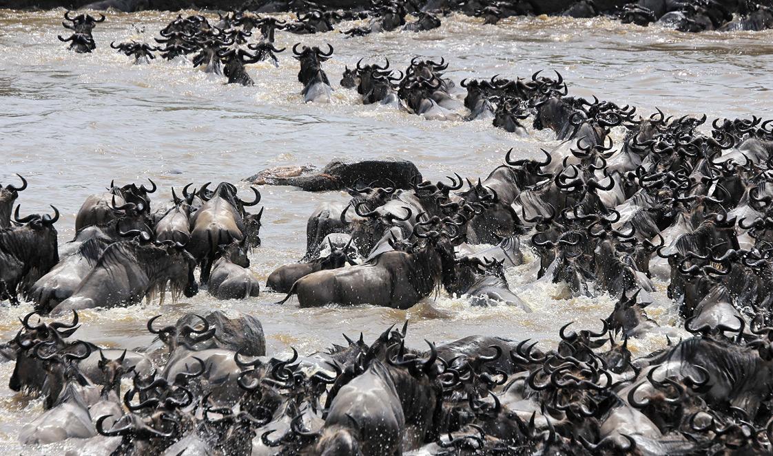 Maßgeschneiderte Tansania-Reisen: Ihr Privates Abenteuer in der Serengeti