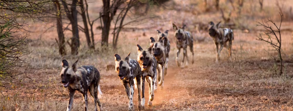 Planung Ihrer Traumreise: Wann ist die Beste Zeit für eine Tansania-Safari?